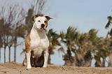 AMSTAFF ADULT 194